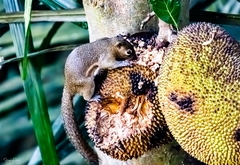 Callosciurus notatus