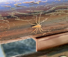 Oxyopes