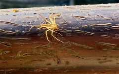 Oxyopes