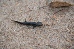 Triturus cristatus