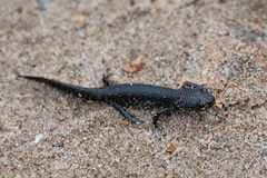 Triturus cristatus