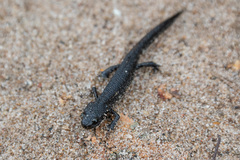Triturus cristatus