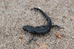 Triturus cristatus