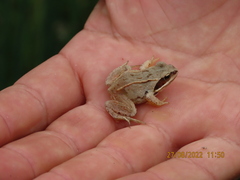 Rana arvalis