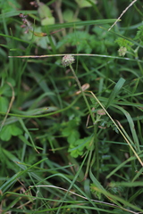 Daucus