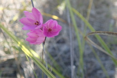 Ixia micrandra