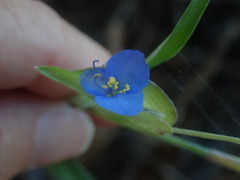 Commelina dianthifolia