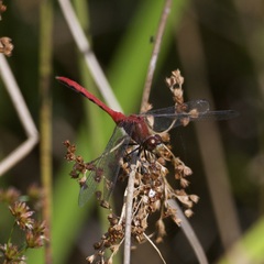 Sympetrum obtrusum