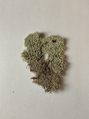 Cladonia stellaris