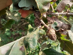 Andricus foecundatrix