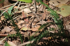 Lampropholis delicata