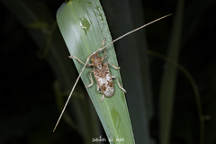 Acalolepta rusticatrix
