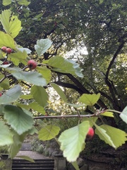 Crataegus phaenopyrum