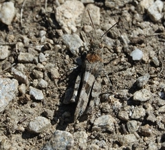 Oedipoda germanica