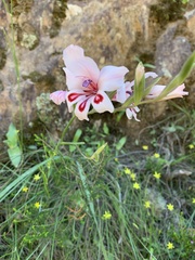 Gladiolus carneus