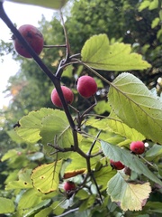 Crataegus phaenopyrum