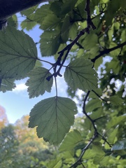 Crataegus phaenopyrum