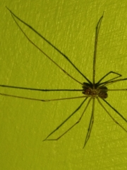 Physocyclus globosus