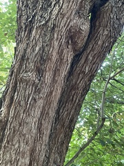 Crataegus phaenopyrum