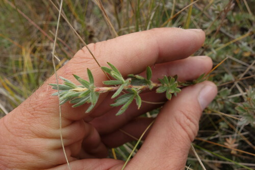 Image of Dasiphora parvifolia by (c) Aleksei Baushev, some rights reserved (CC BY)