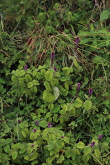 Achyranthes