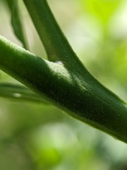 Solanum emulans
