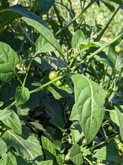 Solanum emulans