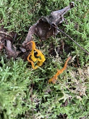 Calocera