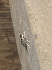 Desmia funeralis