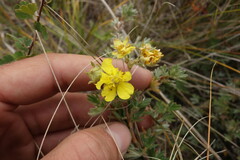 Dasiphora parvifolia