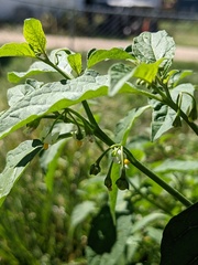 Solanum emulans