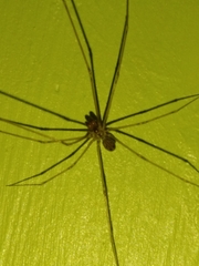 Physocyclus globosus