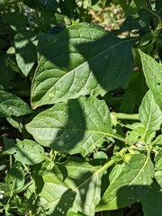Solanum emulans