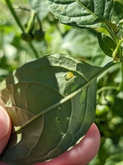 Solanum emulans