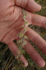 Dasiphora parvifolia