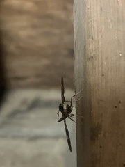 Desmia funeralis