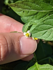 Solanum emulans