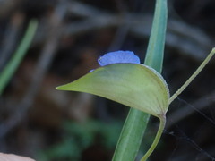 Commelina dianthifolia