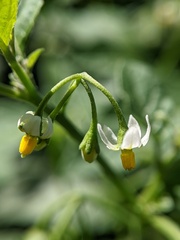 Solanum emulans