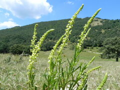 Reseda luteola