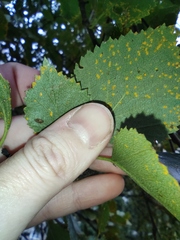 Melampsoridium betulinum