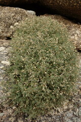 Stellaria dichotoma