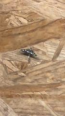 Desmia funeralis