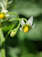 Solanum emulans