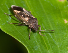 Oxygranulobaphus willinki