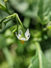Solanum emulans