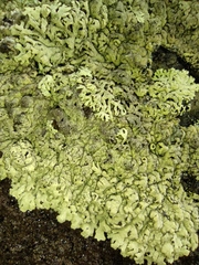 Lecanoromycetes