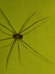 Physocyclus globosus