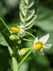 Solanum emulans