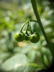 Solanum emulans